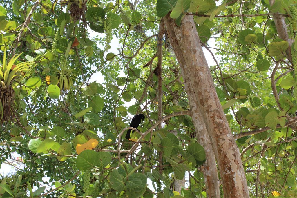 Oasis De Grande Anse Villa Deshaies Bagian luar foto