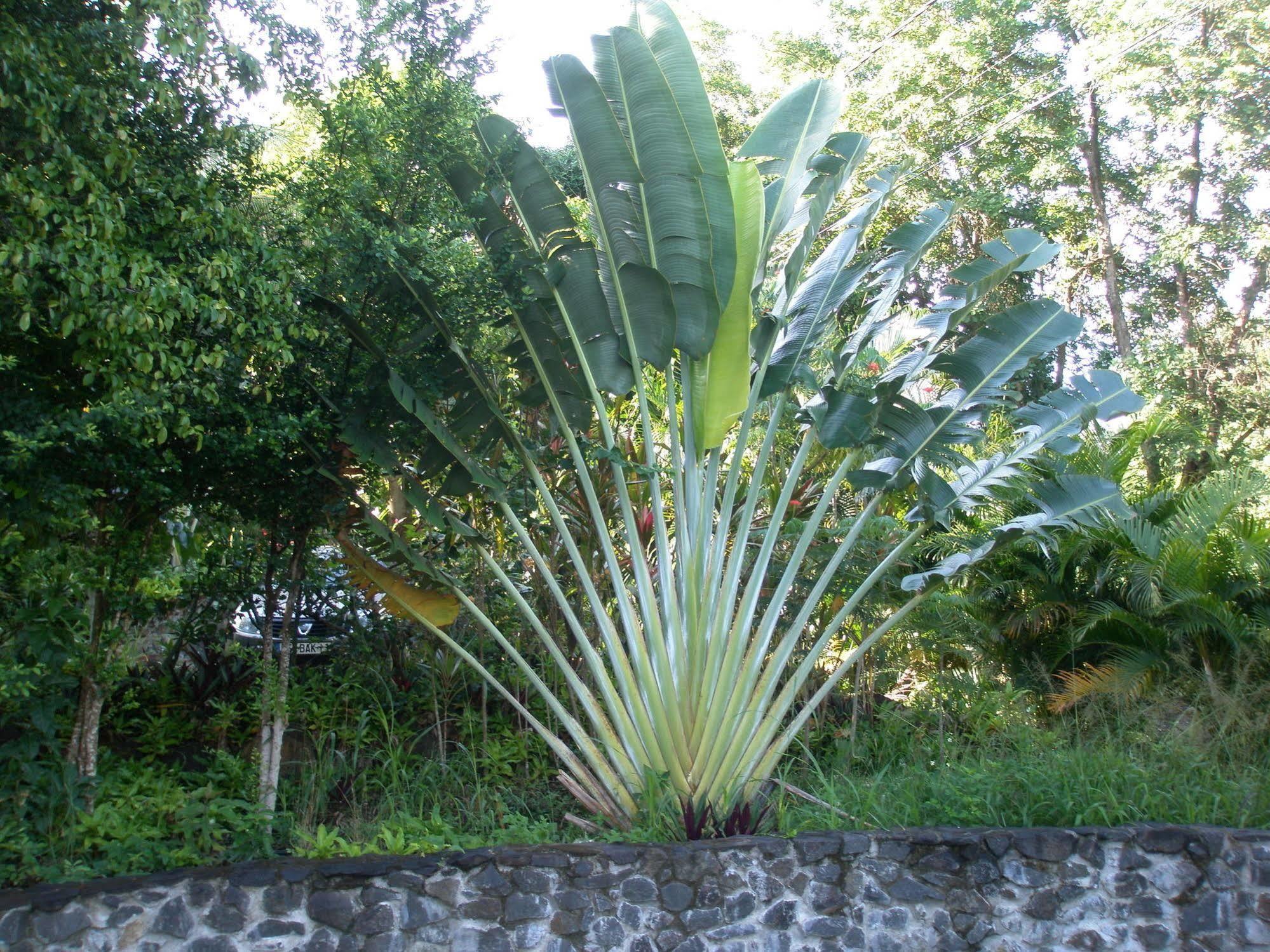 Oasis De Grande Anse Villa Deshaies Bagian luar foto
