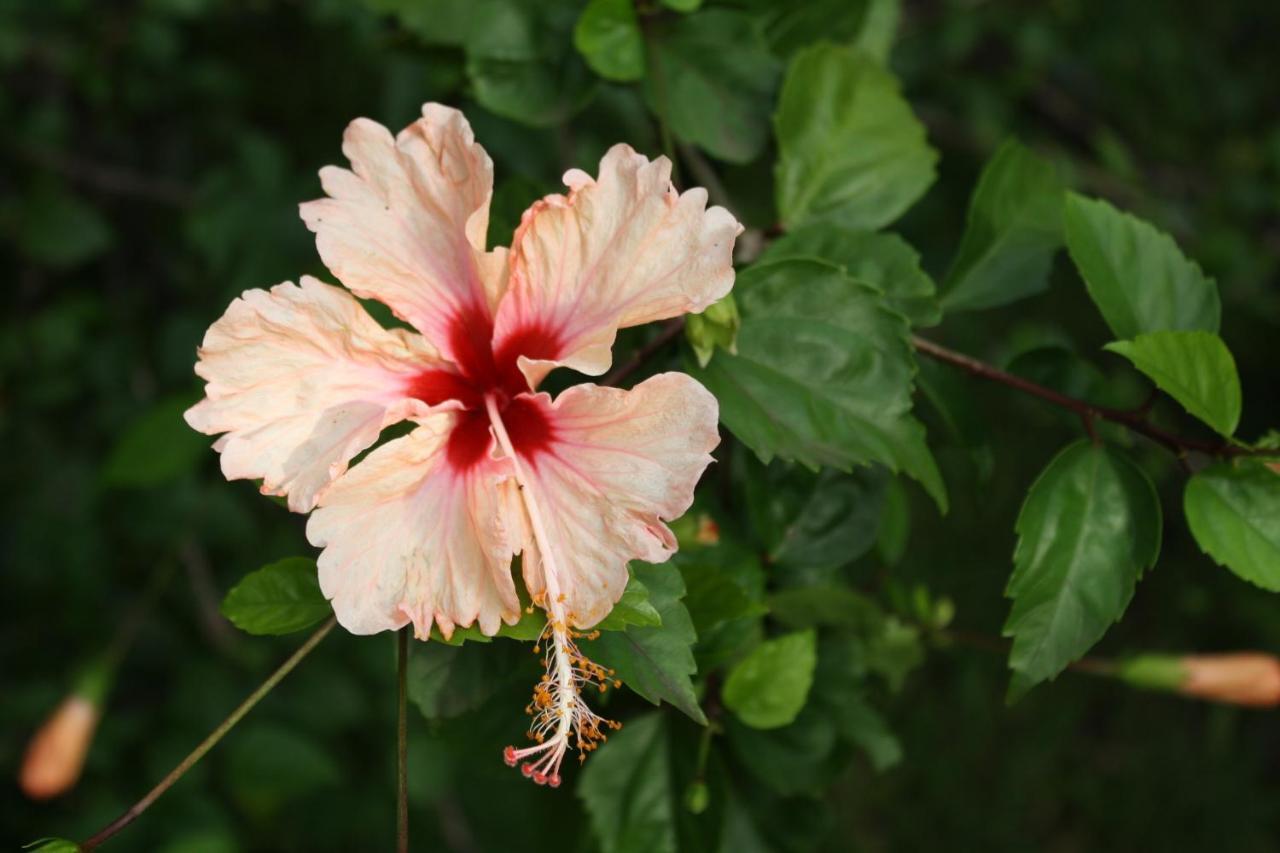 Oasis De Grande Anse Villa Deshaies Bagian luar foto